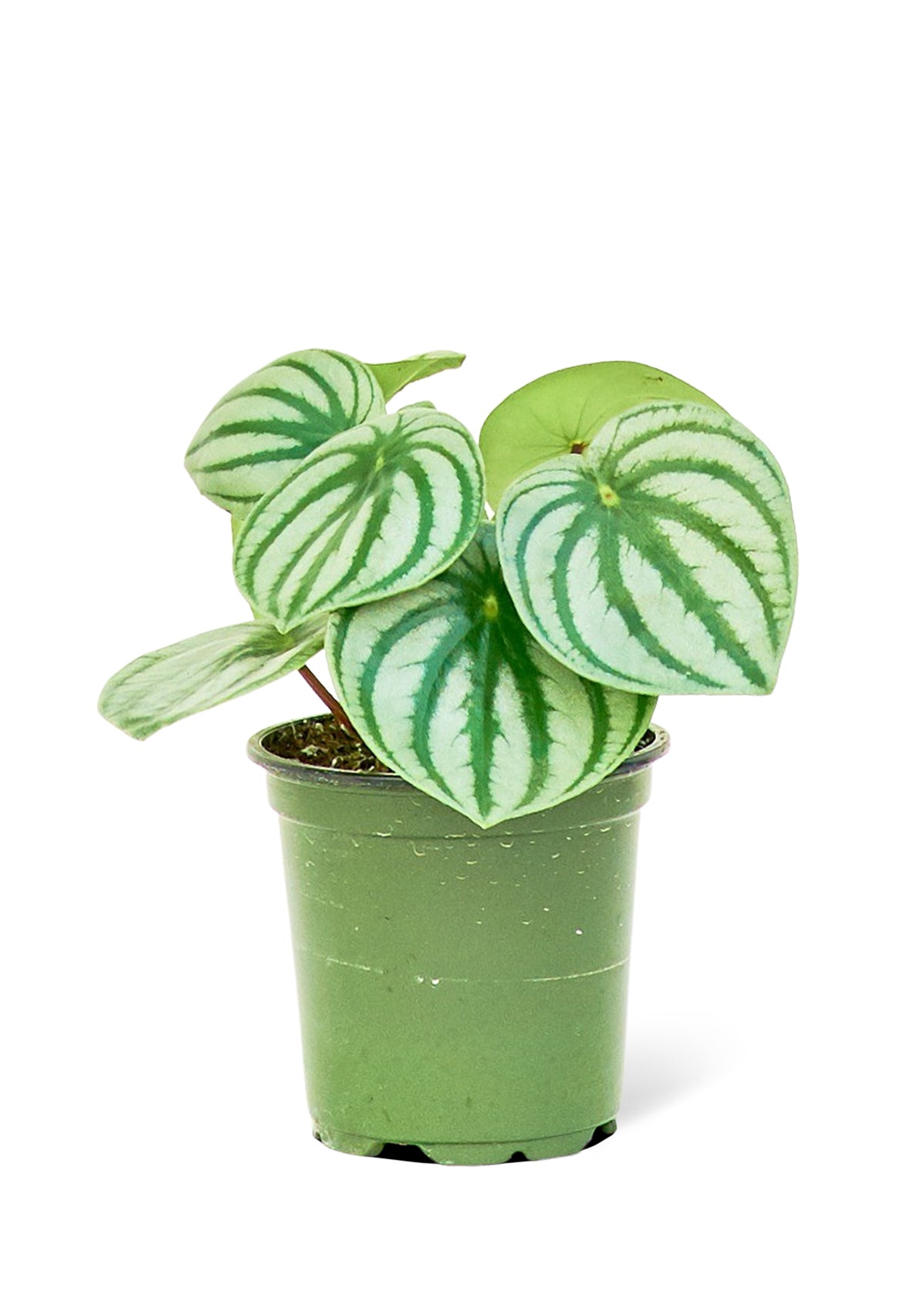 Watermelon Peperomia, Small - growthings plant co.