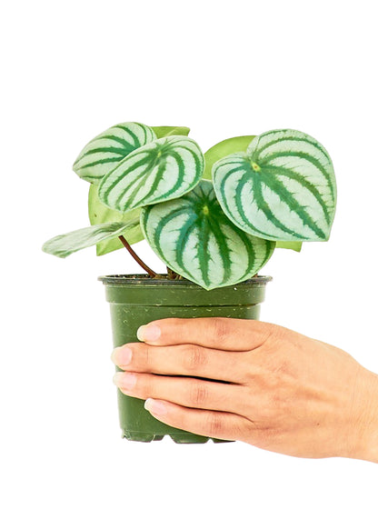 Watermelon Peperomia, Small - growthings plant co.