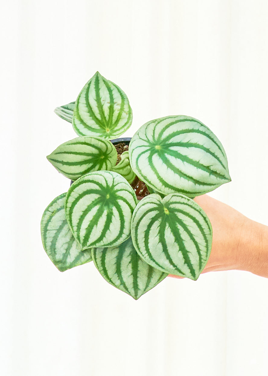 Watermelon Peperomia, Small - growthings plant co.