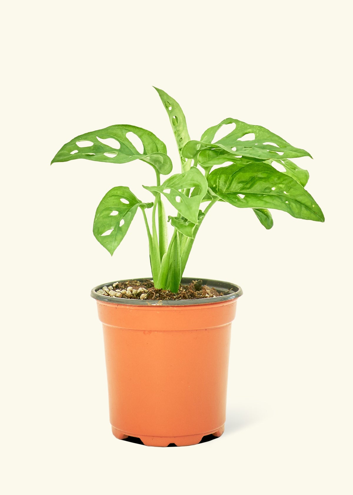 Swiss Cheese Vine, Small - growthings plant co.