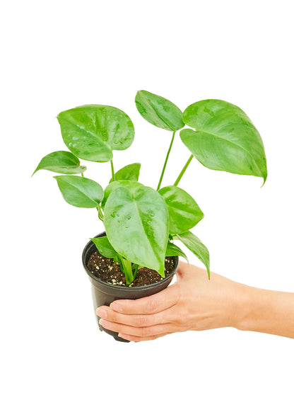 Monstera Deliciosa, Small - growthings plant co.