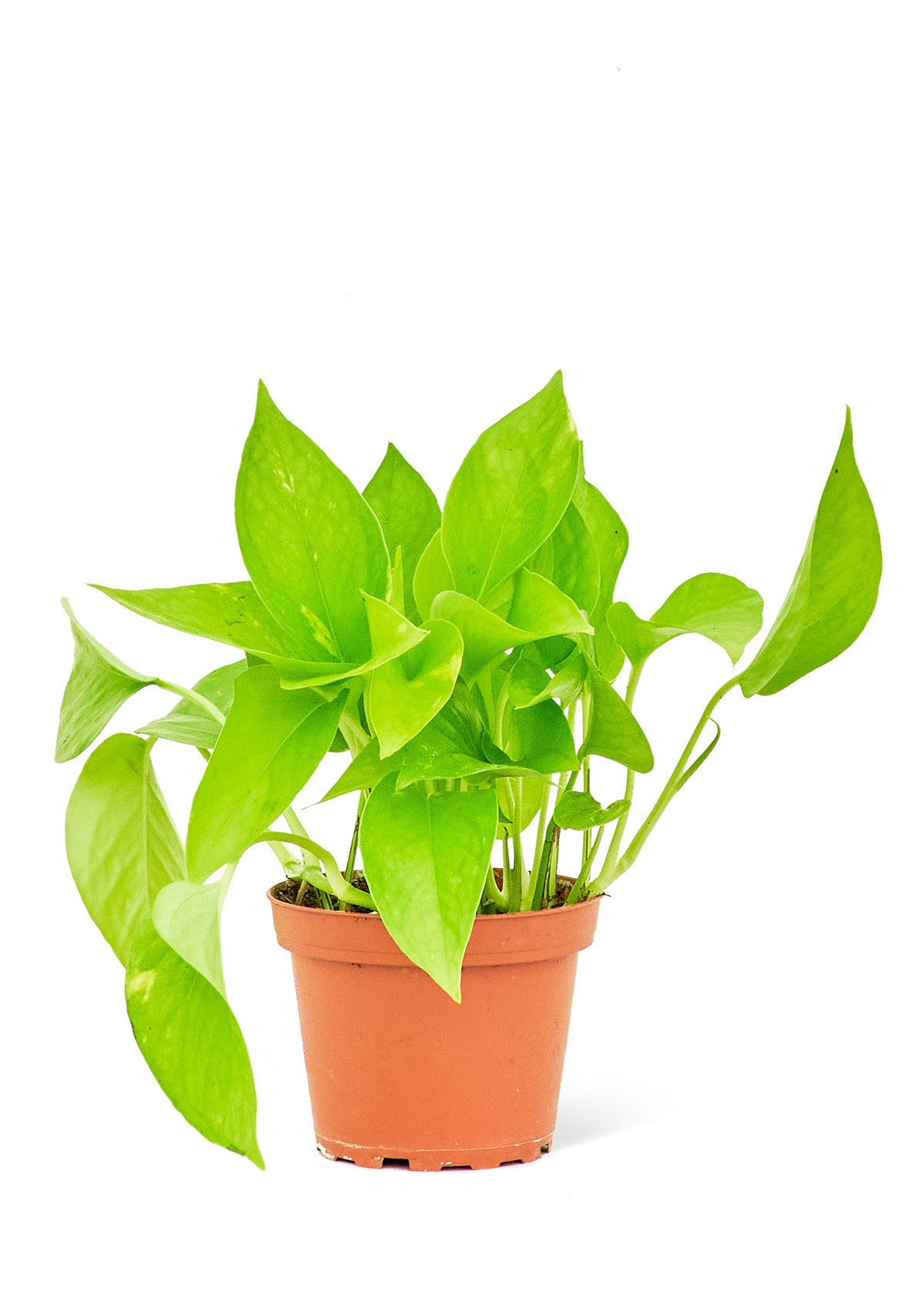 Golden Pothos, Small - growthings plant co.