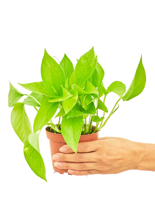 Golden Pothos, Small - growthings plant co.