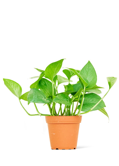 Pothos 'Jade', Small - growthings plant co.