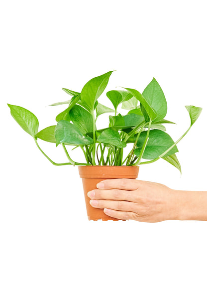 Pothos 'Jade', Small - growthings plant co.