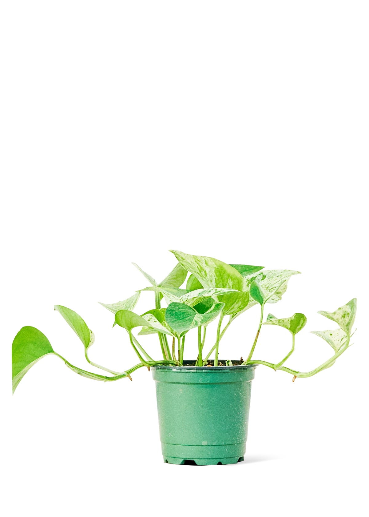 Pothos 'Marble Queen', Small - growthings plant co.