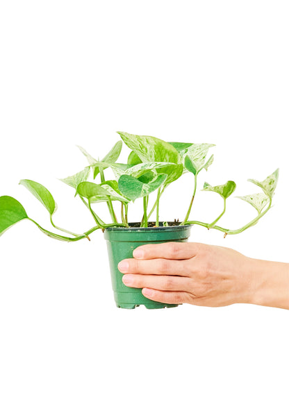 Pothos 'Marble Queen', Small - growthings plant co.