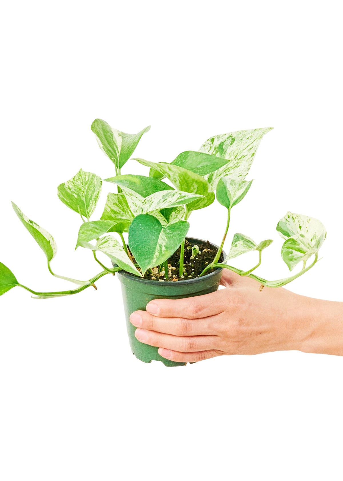 Pothos 'Marble Queen', Small - growthings plant co.