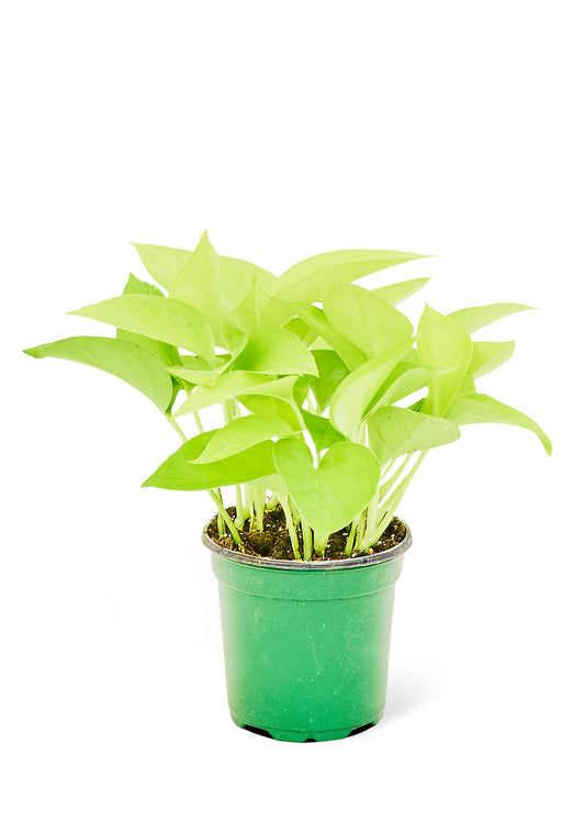 Neon Pothos, Small - growthings plant co.