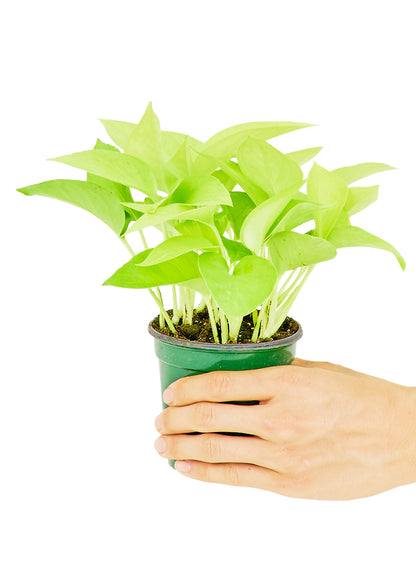 Neon Pothos, Small - growthings plant co.