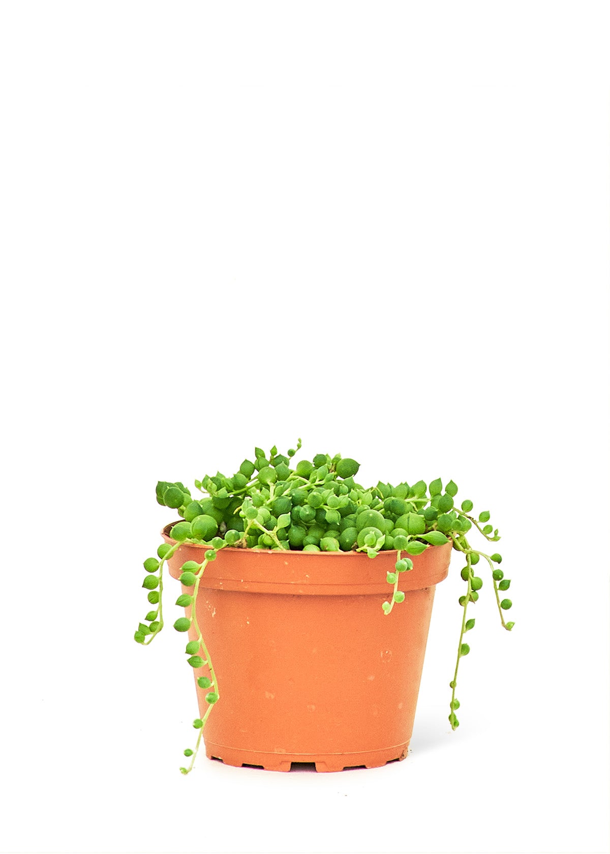 String of Pearls, Small - growthings plant co.