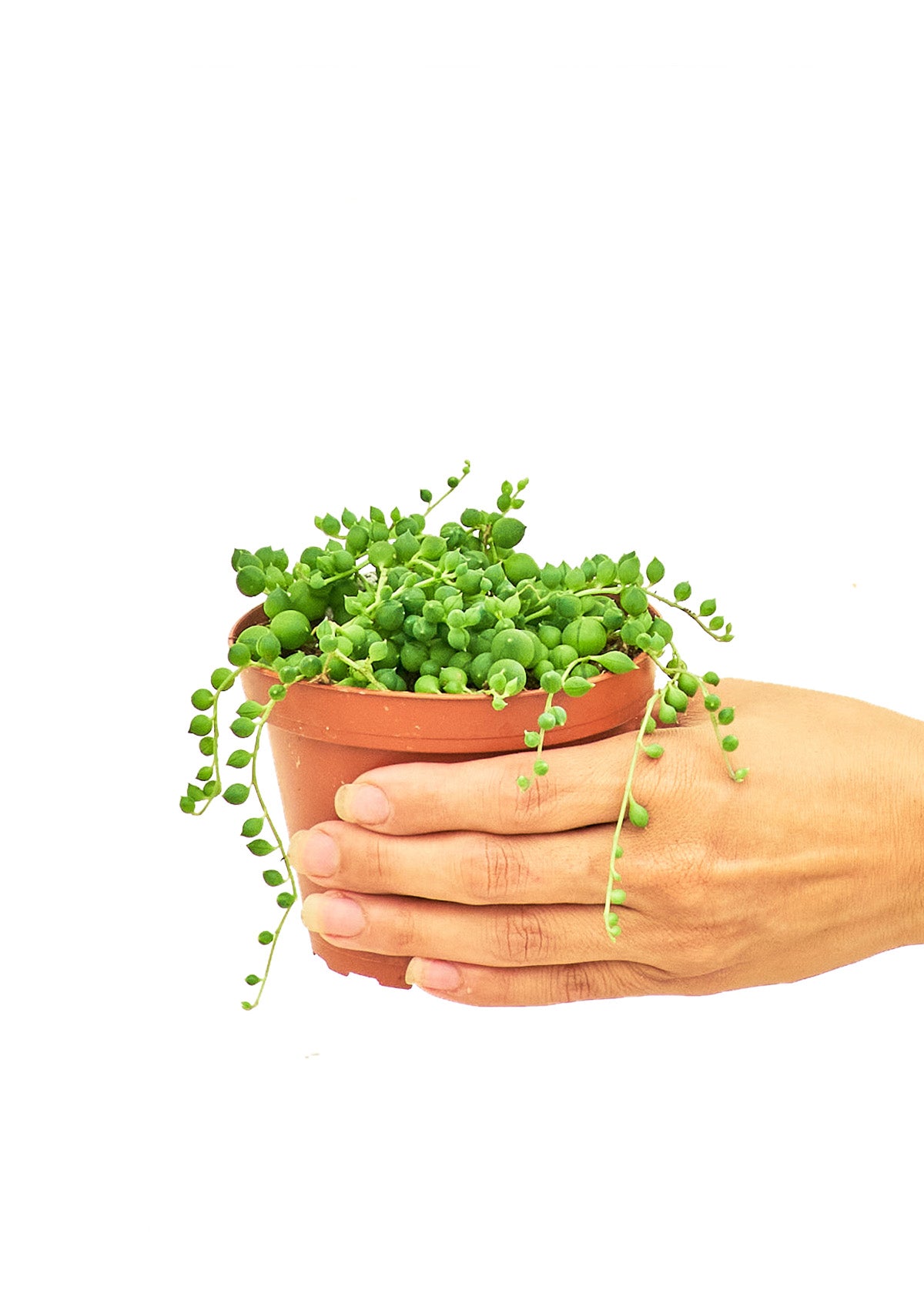 String of Pearls, Small - growthings plant co.