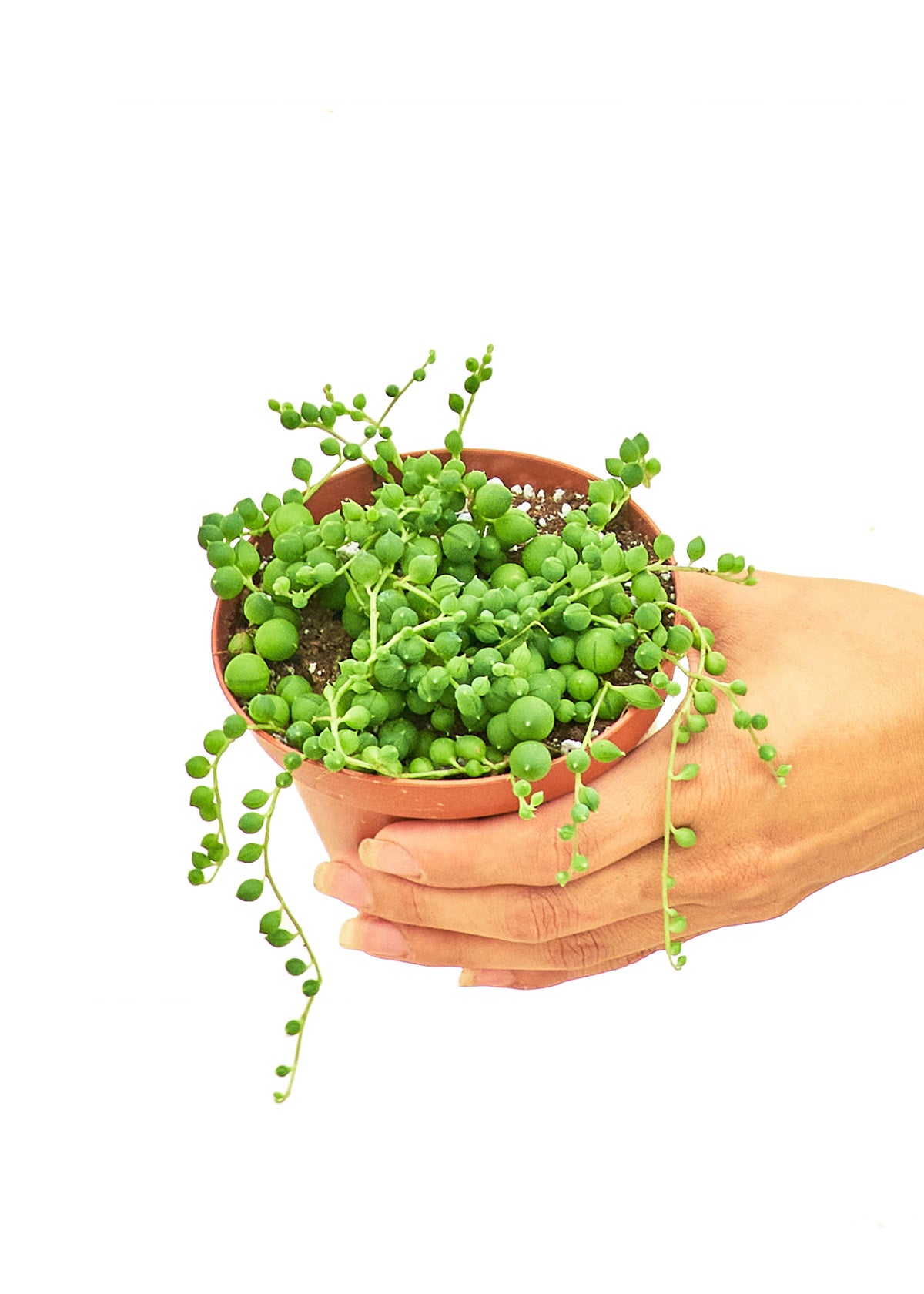 String of Pearls, Small - growthings plant co.