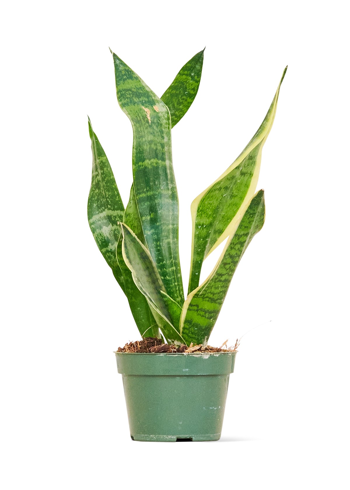 Snake Plant 'Laurentii', Small - growthings plant co.