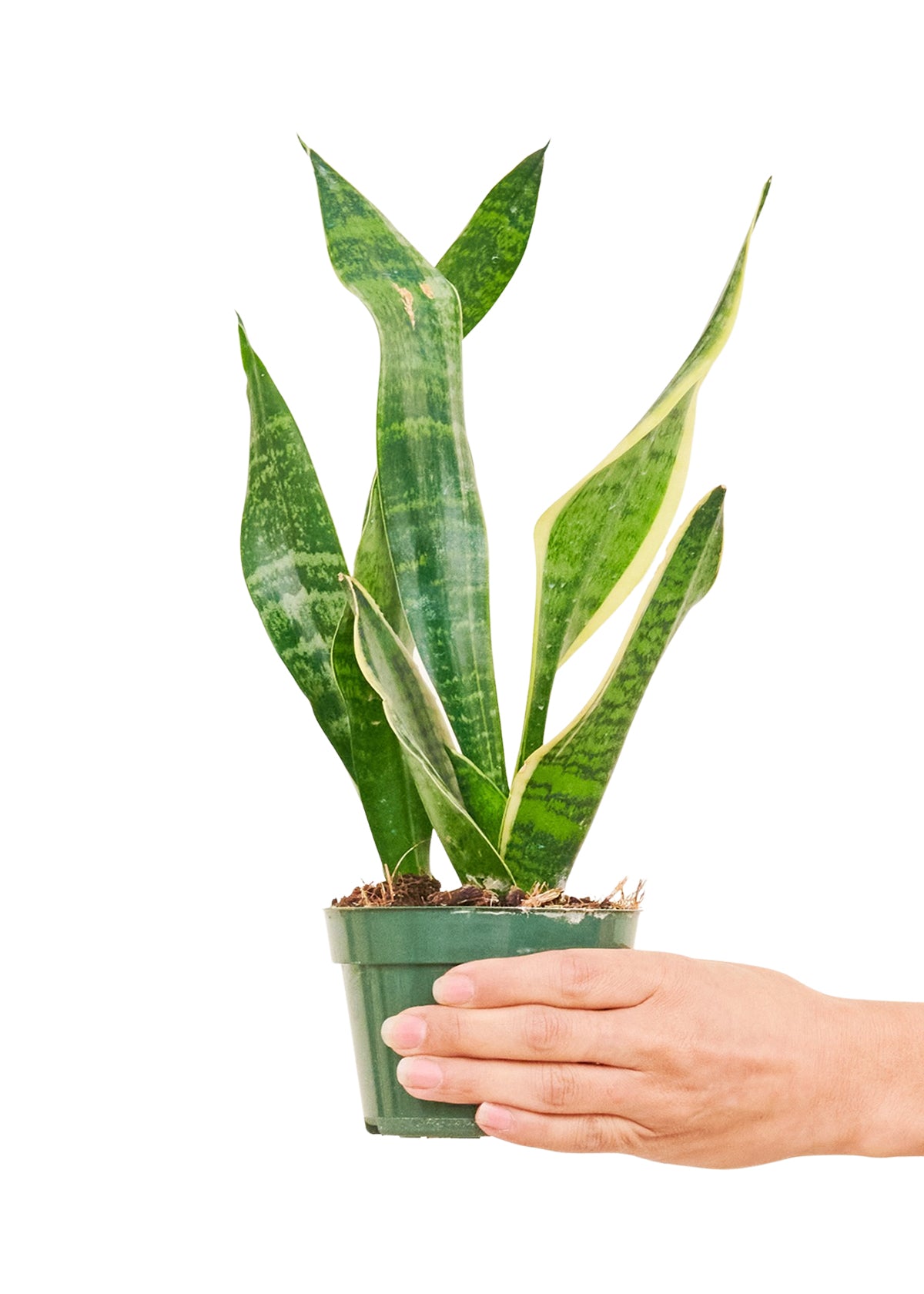 Snake Plant 'Laurentii', Small - growthings plant co.