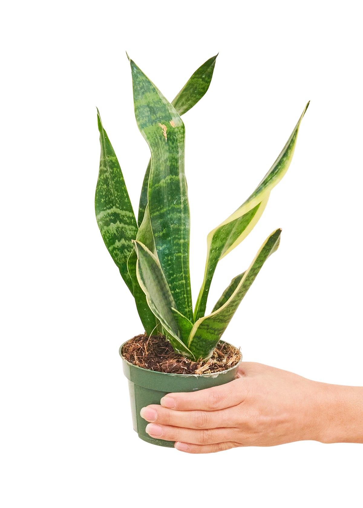 Snake Plant 'Laurentii', Small - growthings plant co.