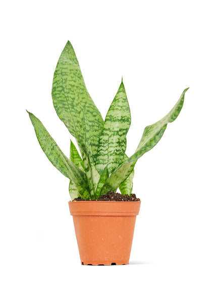 Snake Plant 'Zeylanica', Small - growthings plant co.