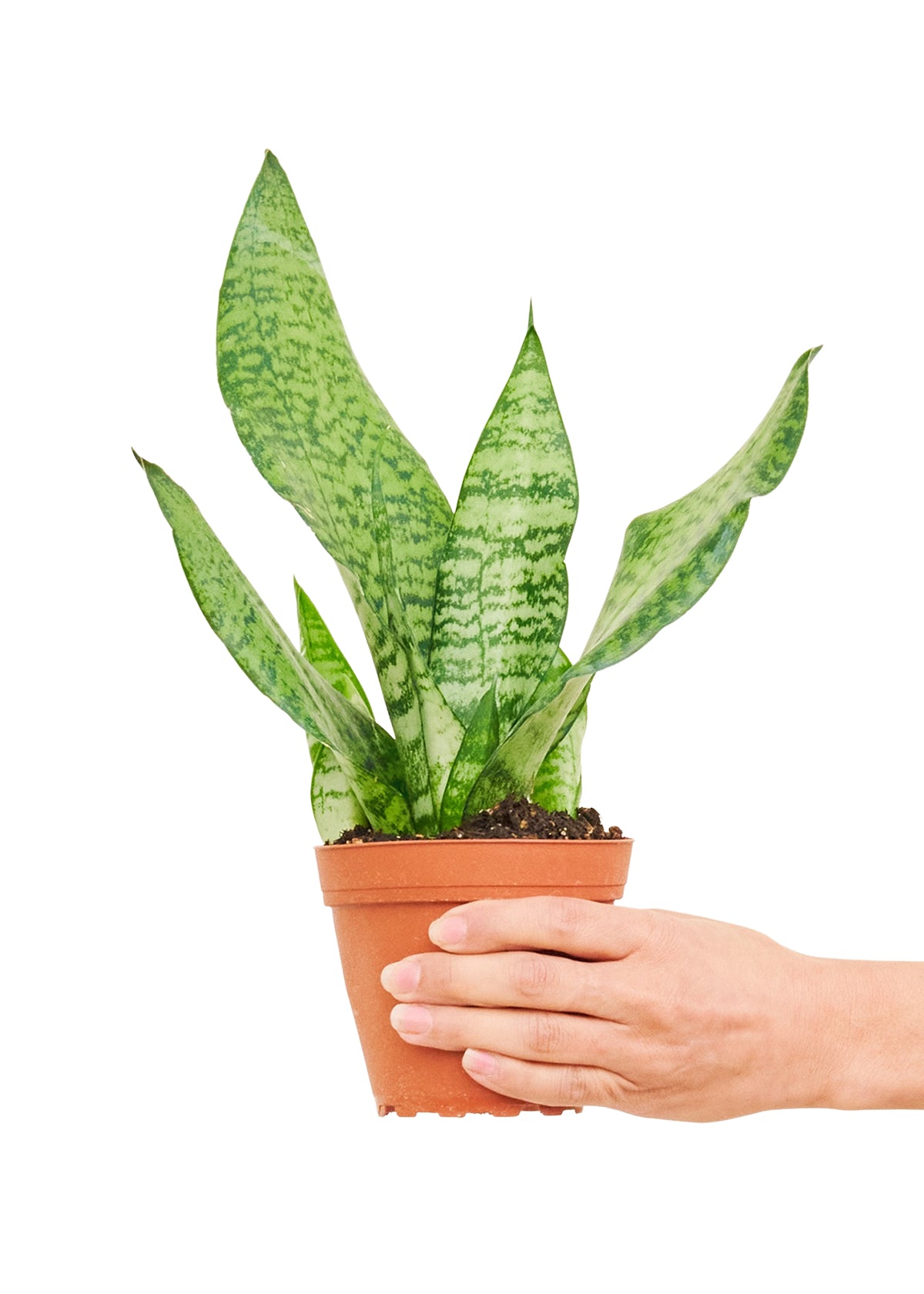 Snake Plant 'Zeylanica', Small - growthings plant co.