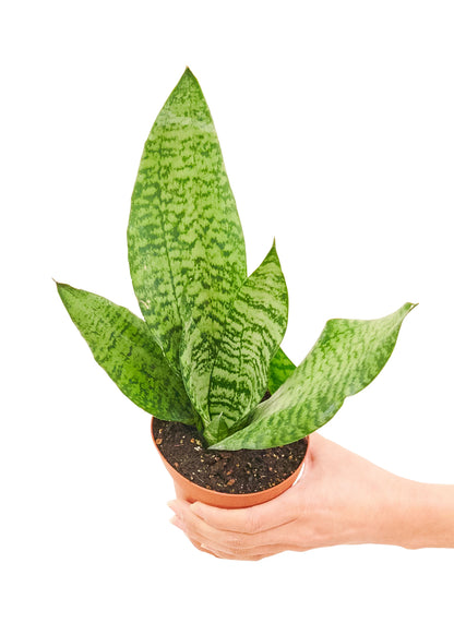 Snake Plant 'Zeylanica', Small - growthings plant co.