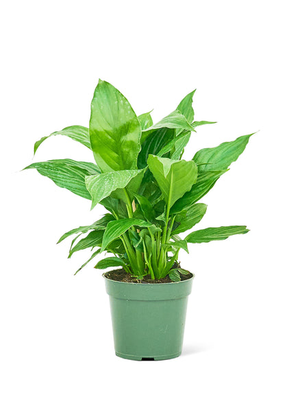 Peace Lily, Small - growthings plant co.