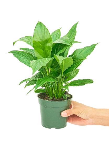 Peace Lily, Small - growthings plant co.