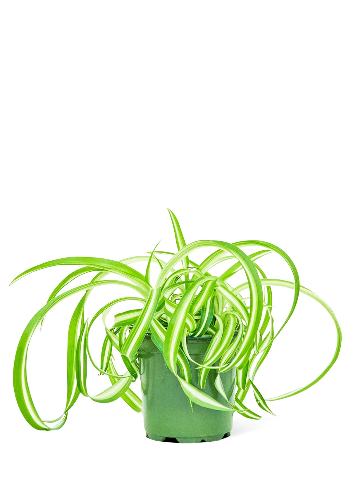 Spider Plant 'Bonnie', Small - growthings plant co.