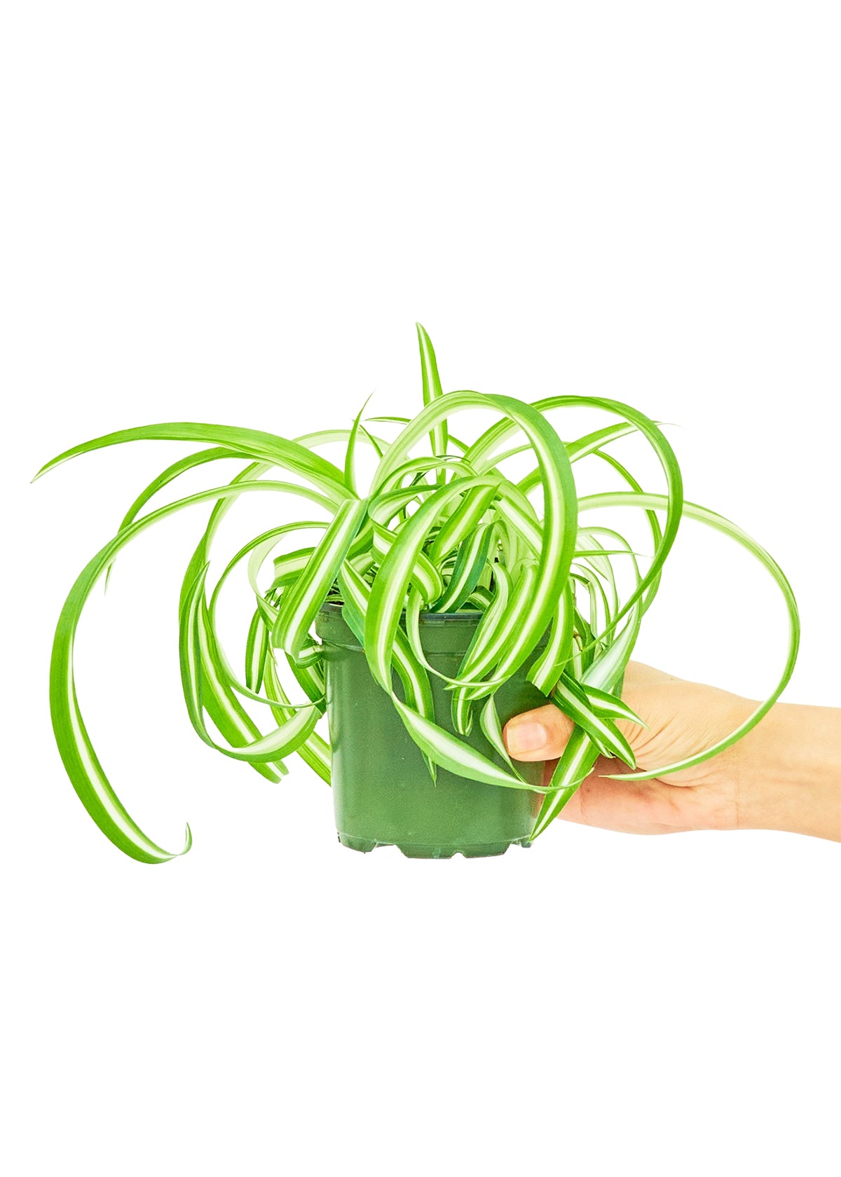 Spider Plant 'Bonnie', Small - growthings plant co.