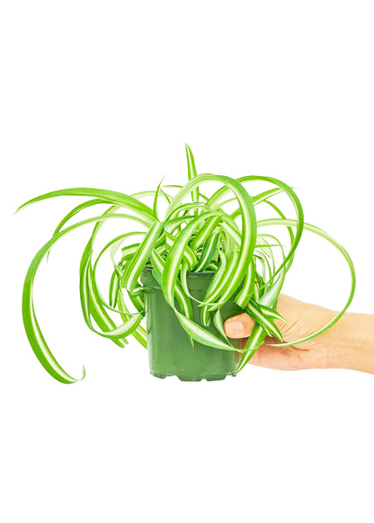 Spider Plant 'Bonnie', Small - growthings plant co.