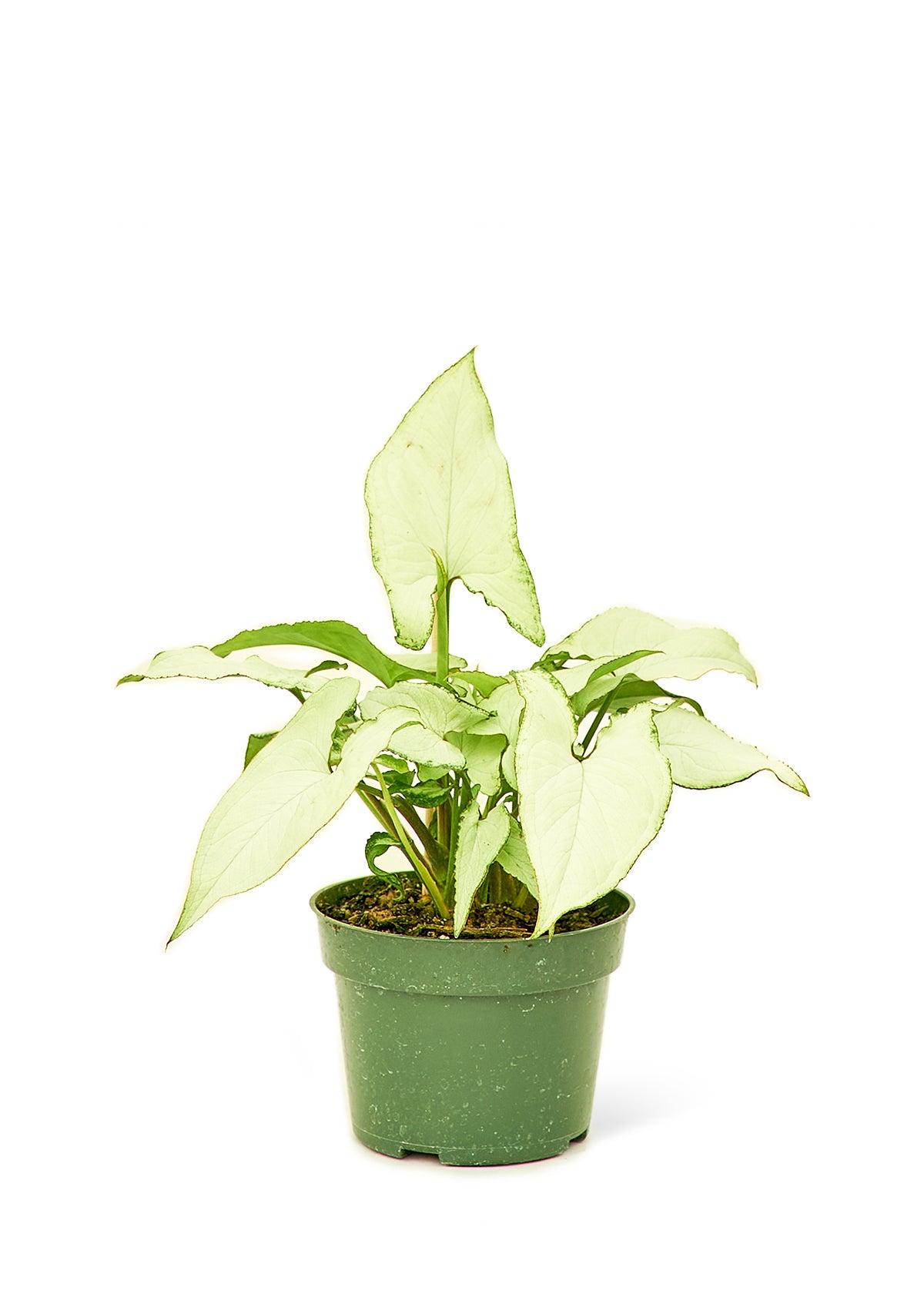 White Arrowhead Plant, Small - growthings plant co.