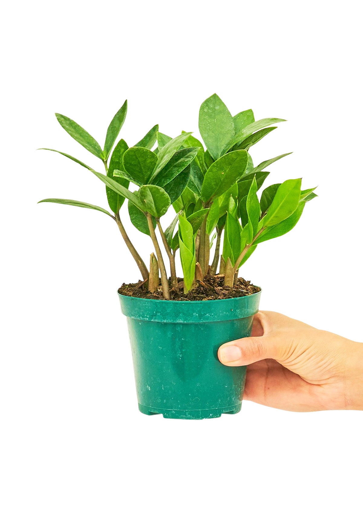 ZZ Plant, Small - growthings plant co.