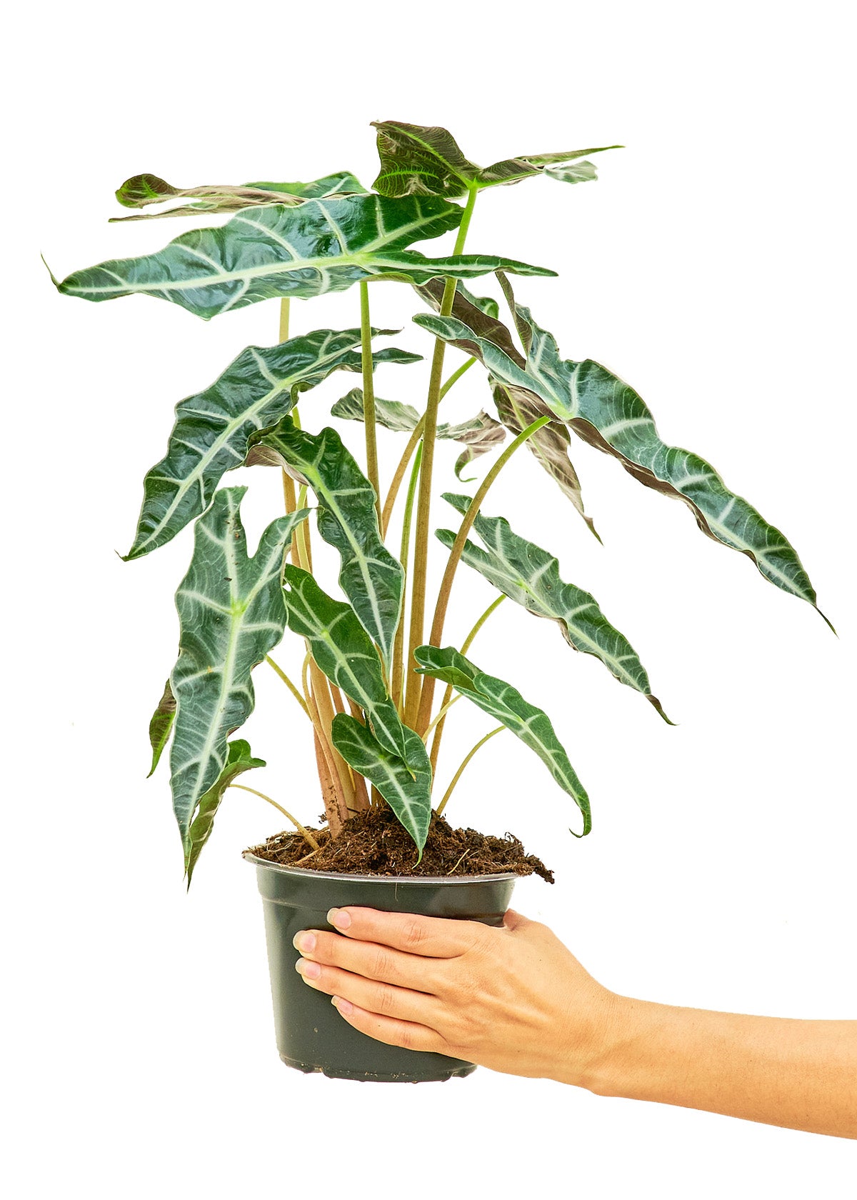 Alocasia 'Polly', Medium - growthings plant co.