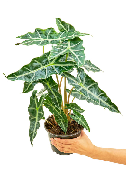 Alocasia 'Polly', Medium - growthings plant co.