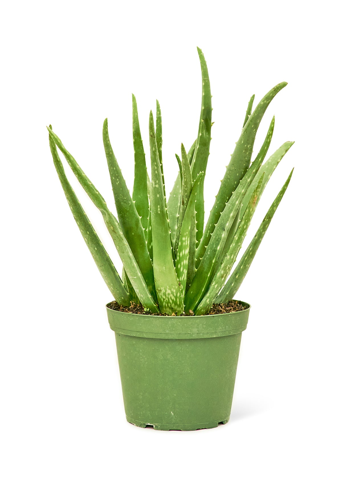 Aloe Vera, Medium - growthings plant co.