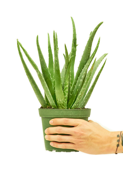 Aloe Vera, Medium - growthings plant co.