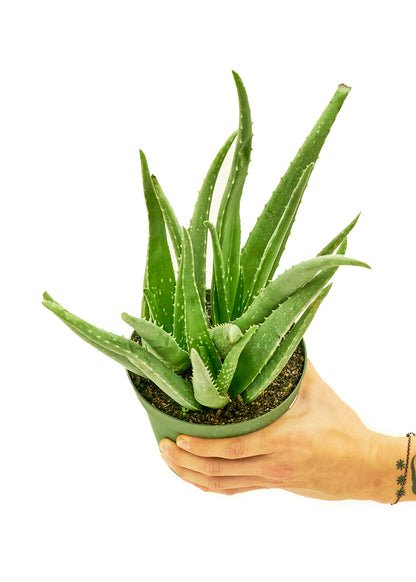 Aloe Vera, Medium - growthings plant co.