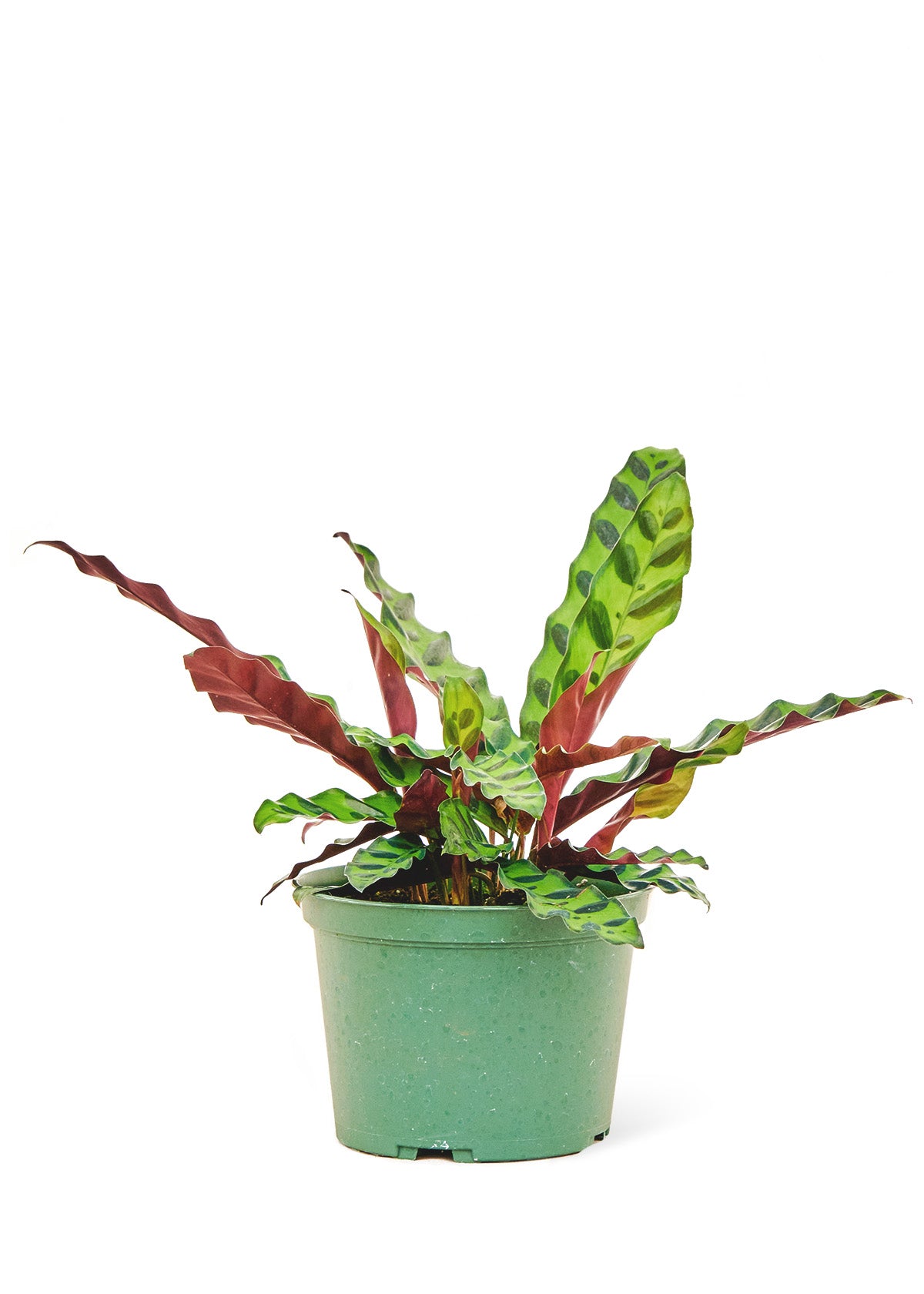 Calathea 'Rattlesnake', Medium - growthings plant co.