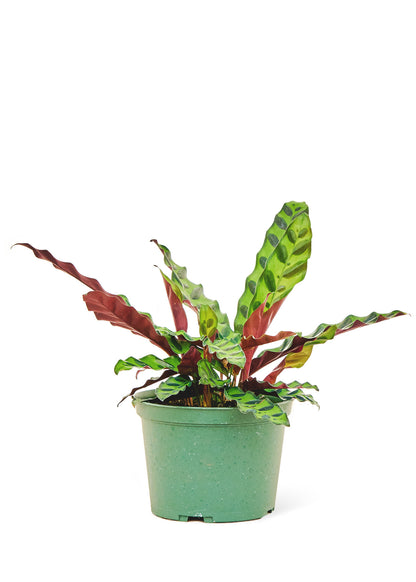 Calathea 'Rattlesnake', Medium - growthings plant co.