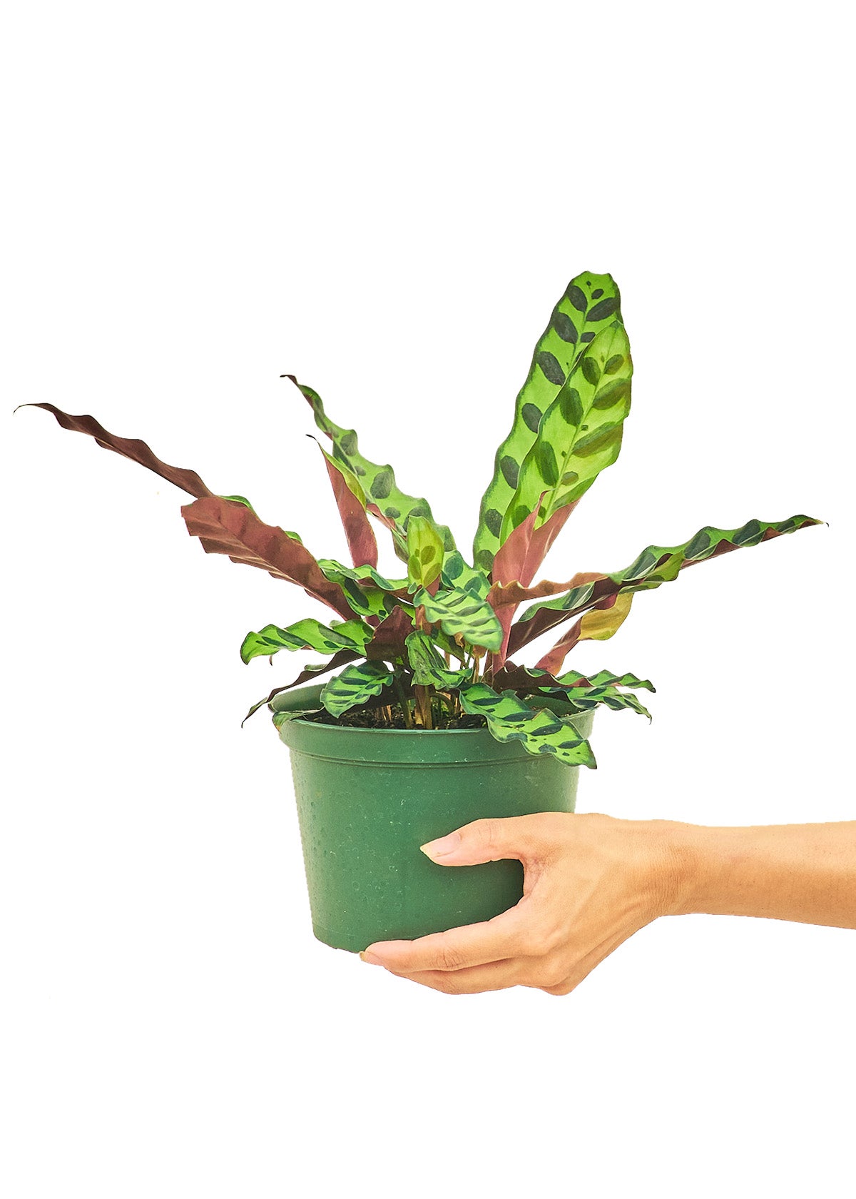 Calathea 'Rattlesnake', Medium - growthings plant co.