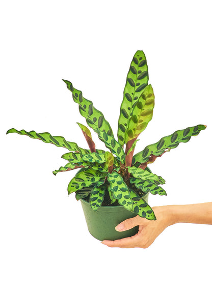 Calathea 'Rattlesnake', Medium - growthings plant co.