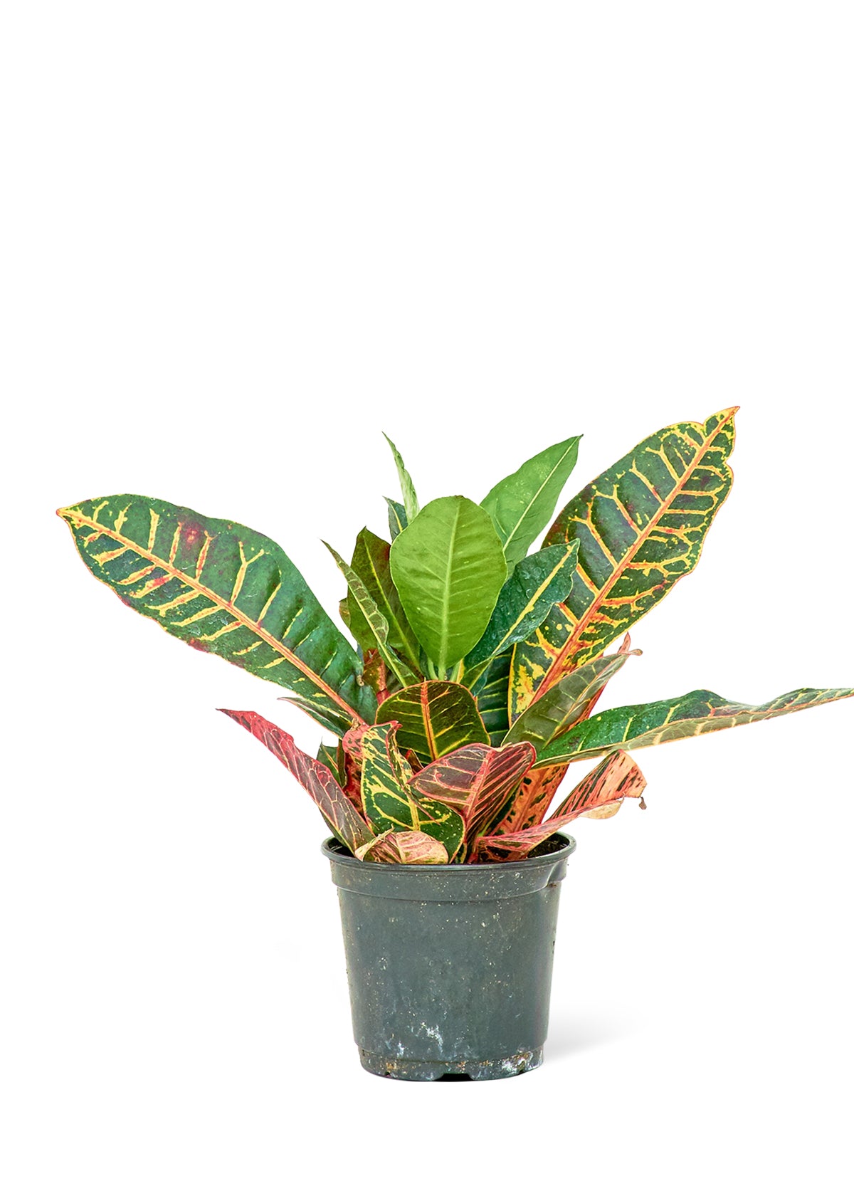 Croton 'Petra', Medium - growthings plant co.