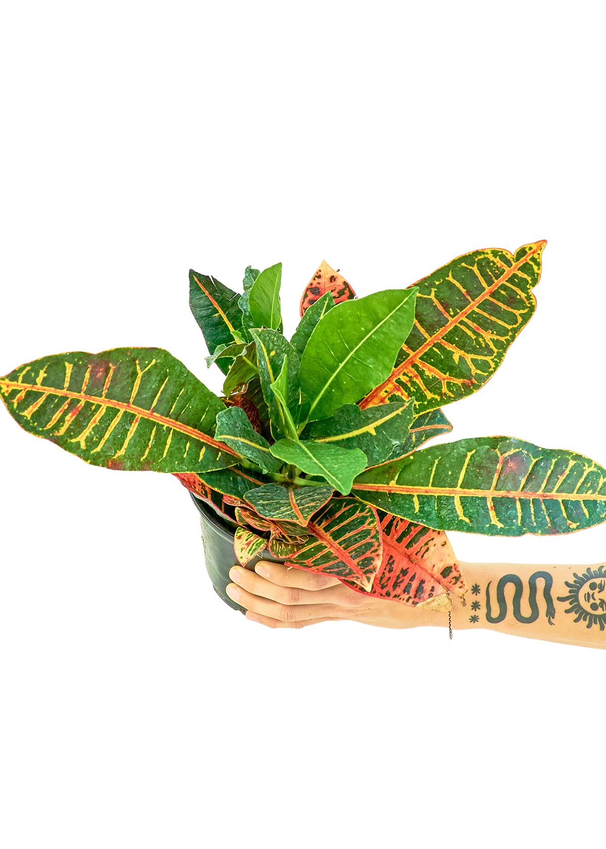 Croton 'Petra', Medium - growthings plant co.