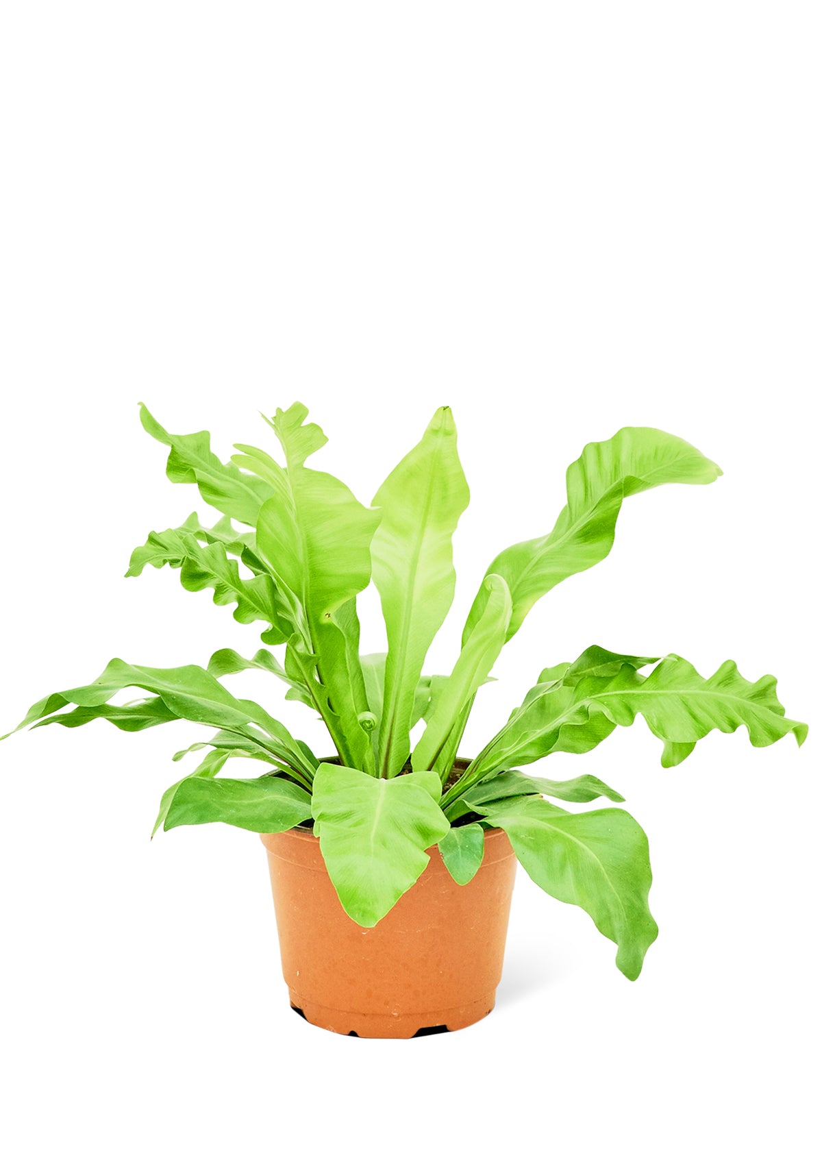 Bird's Nest Fern, Medium - growthings plant co.