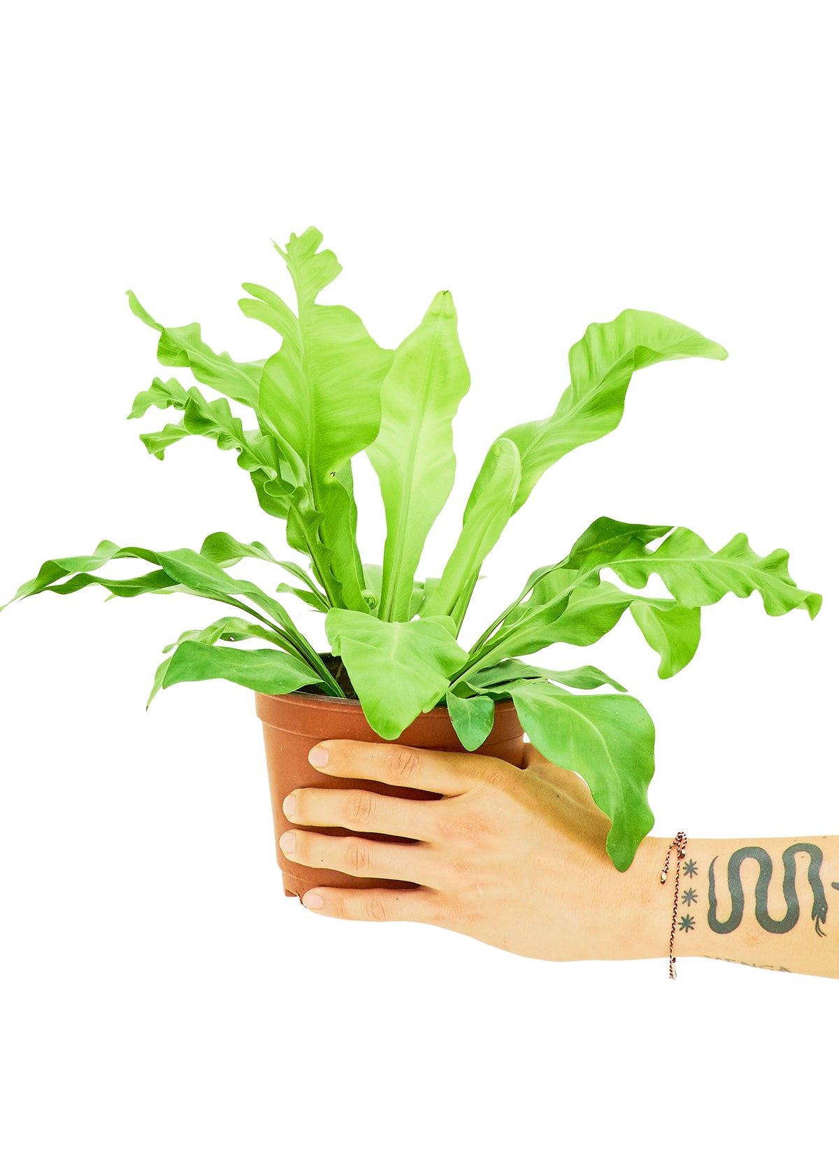 Bird's Nest Fern, Medium - growthings plant co.