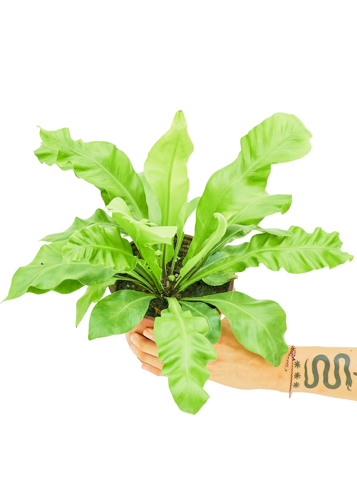 Bird's Nest Fern, Medium - growthings plant co.