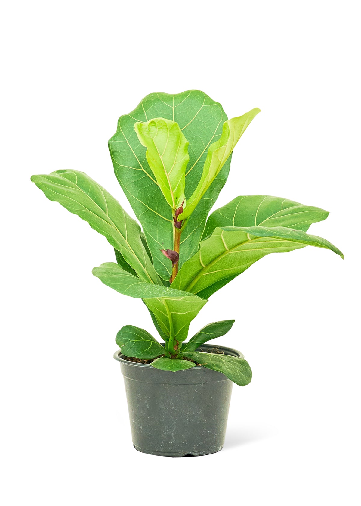 Fiddle Leaf Fig, Medium - growthings plant co.