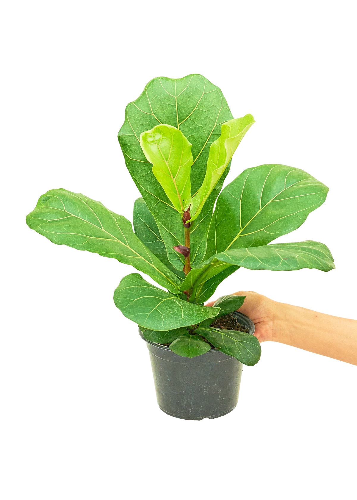 Fiddle Leaf Fig, Medium - growthings plant co.