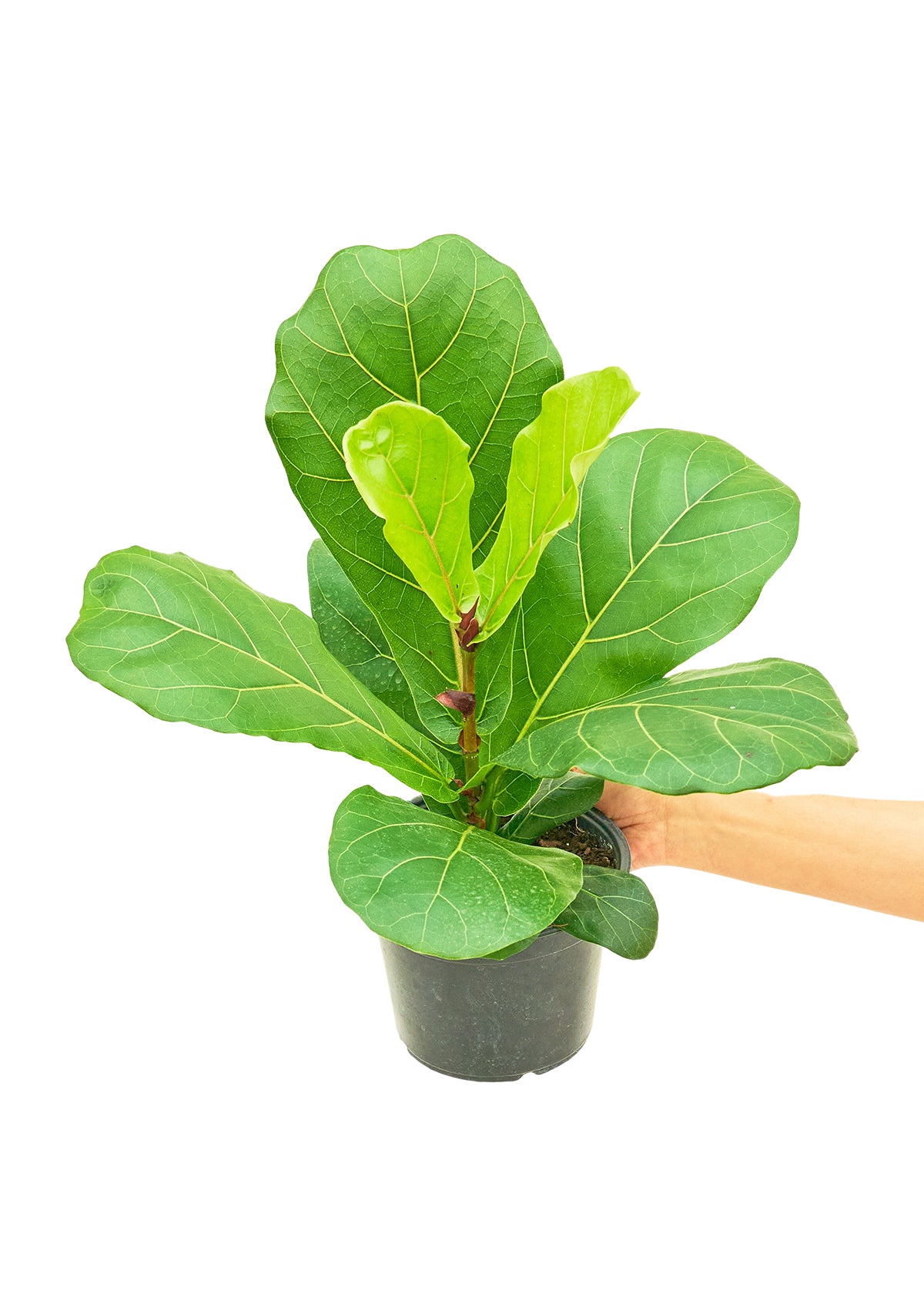 Fiddle Leaf Fig, Medium - growthings plant co.