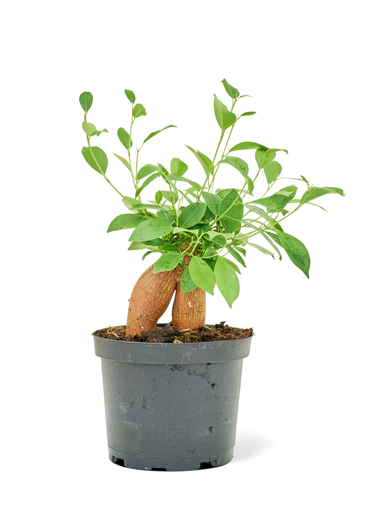 Ficus 'Ginseng', Medium - growthings plant co.