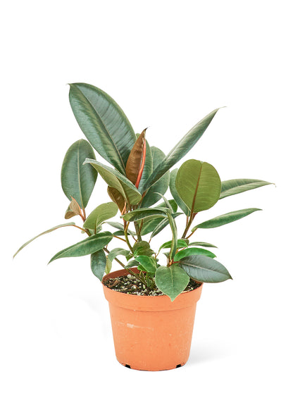 Rubber Tree, Medium - growthings plant co.