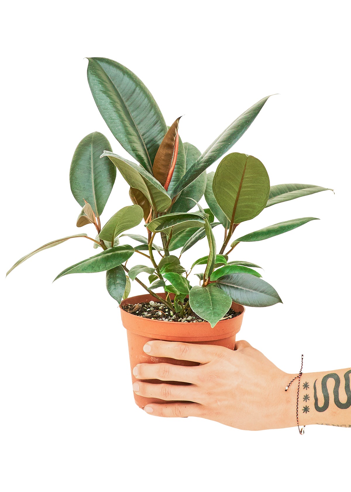 Rubber Tree, Medium - growthings plant co.